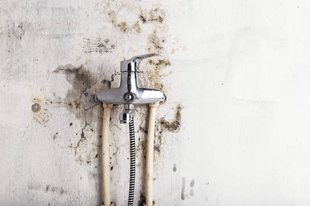 Best Mold Testing  in Sinking Spring, PA