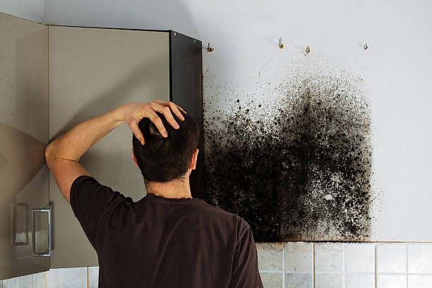 Professional Mold Removal in Sinking Spring, PA