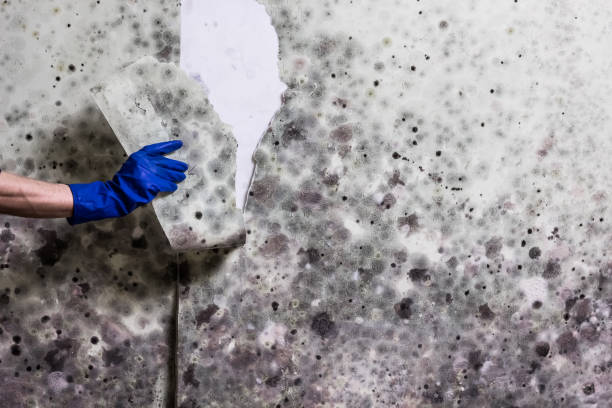 Best Fast Mold Removal  in Sinking Spring, PA